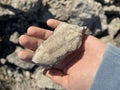 Fossil in hand. Search for fossils in a limestone quarry