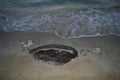 Fossil of huge tortoise on the beach sand Royalty Free Stock Photo