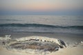 Fossil of huge tortoise on the beach sand Royalty Free Stock Photo