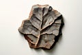 fossil imprint one a number formed by the fossilized imprint of
