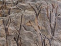 Fossil imprint of prehistorical plants stems Royalty Free Stock Photo