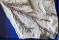 Fossil leaf in stone Royalty Free Stock Photo