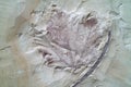 Fossil of ancient maple leaf macro image