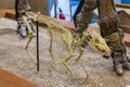 the fossil of Mesohippus in Seodaemun Museum of Natural History