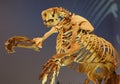 Fossil Model Of A Jefferson`s Ground Sloth Skeleton Royalty Free Stock Photo