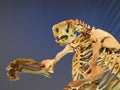 Fossil Model Of A Jefferson`s Ground Sloth Skeleton Royalty Free Stock Photo