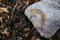 Fossil of a mollusk embedded in a stone Royalty Free Stock Photo