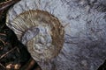 Fossil of a mollusk embedded in a stone Royalty Free Stock Photo