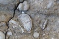 Fossil nummulite, a large single-celled organism Royalty Free Stock Photo