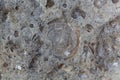 Fossil nummulite, a large single-celled organism Royalty Free Stock Photo