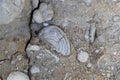 Fossil nummulite, a large single-celled organism Royalty Free Stock Photo