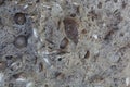 Fossil nummulite, a large single-celled organism Royalty Free Stock Photo