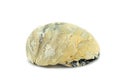 Fossil of an oyster on white isolated background Royalty Free Stock Photo