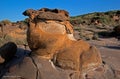 FOSSIL PARK, KUTCH,GUJARAT Royalty Free Stock Photo