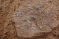 Fossil, petrified living organism Royalty Free Stock Photo