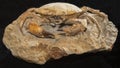 Large Prehistoric Crab Fossilized Skeleton Royalty Free Stock Photo