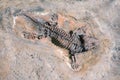 Fossil of prehistoric lizard skeleton on the rock