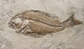 Fossil Print of Prehistoric Fish in Paleontologic Museum