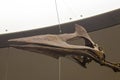 The fossil of quetzalcoatlus northropi in Naturmuseum Senckenberg