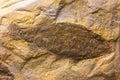 Fossil of a ray-finned fish Promecosomina Royalty Free Stock Photo