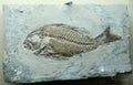 Fossil relic fish. Imprint on the stone