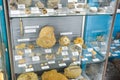 Fossil remains of ancient animals and plants. Exhibits of the Museum named after Vernadsky in Moscow