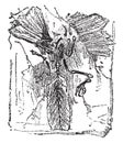 Fossil remains of a bird, Archaeopteryx lithographica of lithographic limestone of Solehofen, vintage engraving