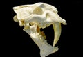 Fossil of Saber-toothed tiger Royalty Free Stock Photo