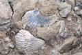 Fossil scallops shells on Taurus Mountains in Mersin, Turkey