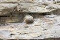 Fossil seashell. Royalty Free Stock Photo