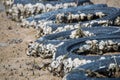 Fossil seashell on old tire area at the mangrove Royalty Free Stock Photo