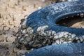 Fossil seashell on old tire area at the mangrove Royalty Free Stock Photo