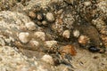 Fossil seashells on a brown rock