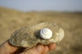 Fossil in sede boker desert Royalty Free Stock Photo