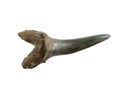 Fossil shark tooth Royalty Free Stock Photo