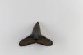 Fossil shark tooth of Eocene age from Florida, USA Royalty Free Stock Photo