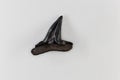 Fossil shark tooth of Eocene age from Florida, USA Royalty Free Stock Photo