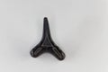 Fossil shark tooth of Eocene age from Florida, USA Royalty Free Stock Photo