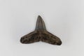 Fossil shark tooth of Eocene age from Florida, USA Royalty Free Stock Photo