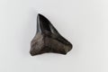 Fossil shark tooth of Eocene age from Florida, USA Royalty Free Stock Photo