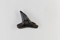 Fossil shark tooth of Eocene age from Florida, USA Royalty Free Stock Photo