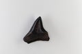 Fossil shark tooth of Eocene age from Florida, USA Royalty Free Stock Photo