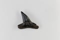 Fossil shark tooth of Eocene age from Florida, USA Royalty Free Stock Photo