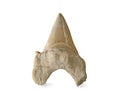 Fossil shark tooth isolated on a white background Royalty Free Stock Photo