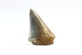 Fossil shark tooth