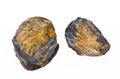 Fossil shell Royalty Free Stock Photo