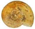 Fossil shell Royalty Free Stock Photo