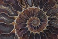 Fossil shell macro texture