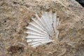 Fossil shell in the rock in southern Italy Royalty Free Stock Photo