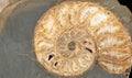 Fossil shell in stone Royalty Free Stock Photo